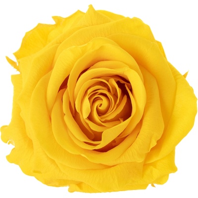 Dita Yellow - žlutá (1x premium stabilizovaná "věčná" růže v ploché keramice)