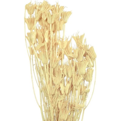 Sušená Nigella bělená