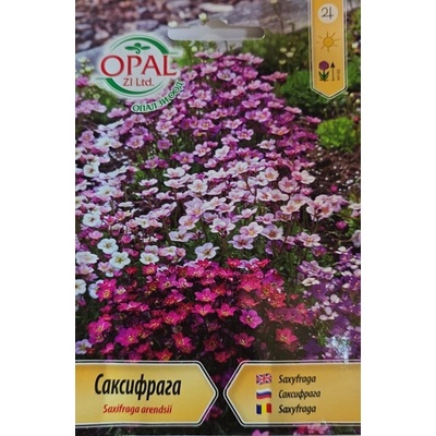 Opal Zi Саксифрага Saxifraga arendsii