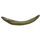 Lesovik Larva