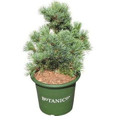 Borovice drobnokvětá Pinus parviflora 'Negishi' 30-40 cm květináč 6 l