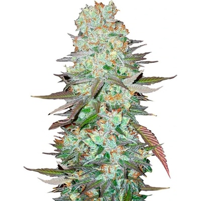 Fastbuds G14 Auto semienka neobsahujú THC 100 ks