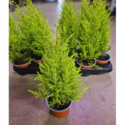 CUPRESSUS Goldcrest Wilma 10/40cm