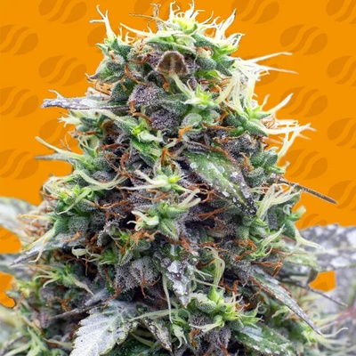 Original Sensible Seeds Sherbet Moonrocks semienka neobsahujú THC 10 ks