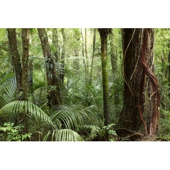 DIMEX ART s. r. o Флизелинов фототапет джунгла 375 x 250 см