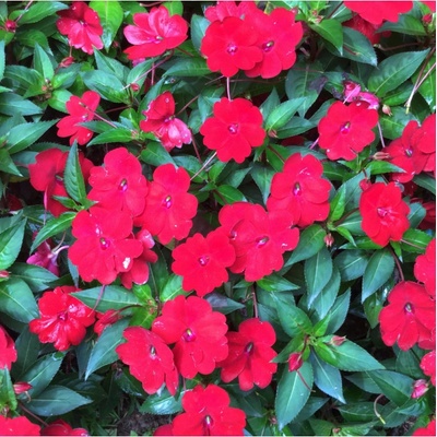 Netýkavka Beacon Bright Red F1 - Impatiens walleriana - osivo netýkavky - 15 ks