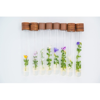 Image 1 of „ТЮБ ПЛАНТ ООД Цвете в епруветка