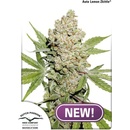 Dutch Passion AUTO Lemon Kix semena neobsahují THC 7 ks