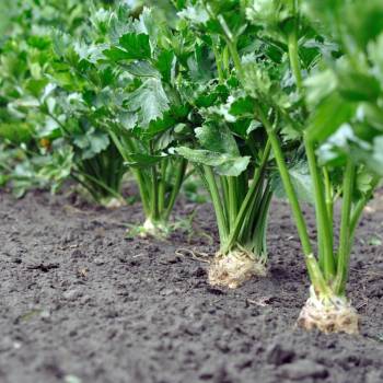 BIO zeler buľvový Monarch - Apium graveolens - bio semená zelera - 20 ks