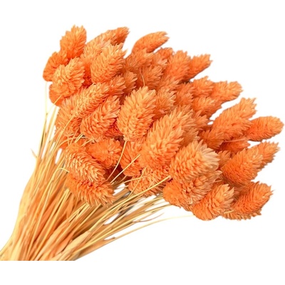 FLOWERIO Sušená tráva Phalaris - Chrastica 80g - marhuľová