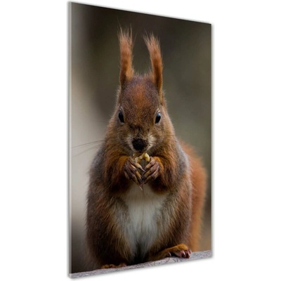Vertikálny foto obraz sklenený Veverka 50x100 cm