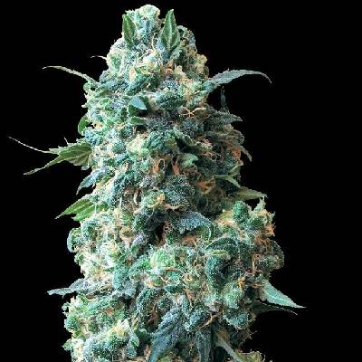 White Label Afghan Kush regular semena neobsahují THC 10 ks