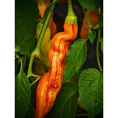 Semena Sugar Rush Stripey – Zboží Dáma