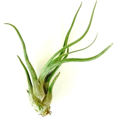 Gardners Tillandsia caput medusae Tillandsie, kykatka