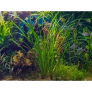 Cyperus helferi