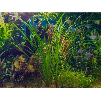 Cyperus helferi