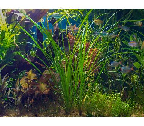 Cyperus helferi