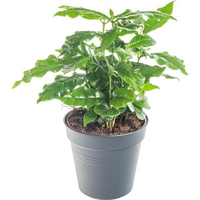 Kávovník arabský, Coffea arabica, průměr květináče 10 - 12 cm – Zbozi.Blesk.cz