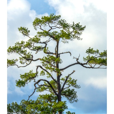 Borovice čínská - Pinus tabuliformis - prodej semen - 15 ks – Hledejceny.cz
