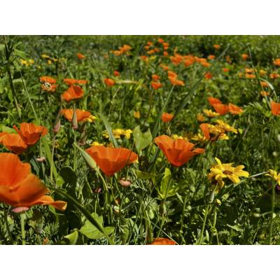 Austrosaat ORANŽOVÁ letničková směs Balení: 50 g