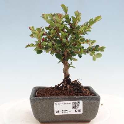 e-bonsai Venkovní bonsai - Cotoneaster horizontalis - Skalník