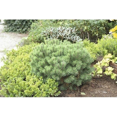 Borovica kleč FloraSelf Pinus mugo 'Mops' výška 15-20 cm kvetináč 2 l