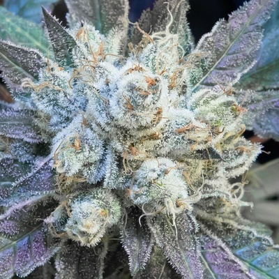 High Speed Buds #9 Pound Hammer Fast semienka neobsahujú THC 3 ks