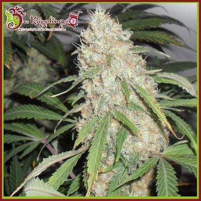 Dr. Krippling Seeds Kripple Roulette semena neobsahují THC 10 ks