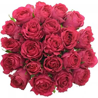 Kytice 21 vínových růží MADAM CERISE 60cm