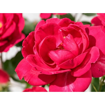 Ruža popínavá Royal Queen, výška 50-60 cm, kvetináč 1,5 l