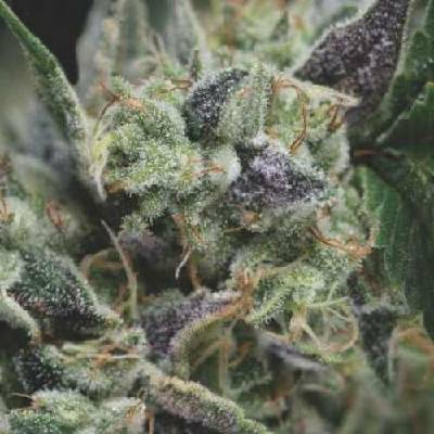Pyramid Seeds Auto Gorila semena neobsahují THC 5 ks