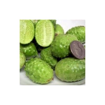 ? Семена ot Мексиканска мини краставичка Западноиндийски корнишон (Cucumis anguria) (132200)