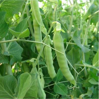 Hrách cukrový Ambrosia - Pisum sativum - semena hrachu - 50 ks