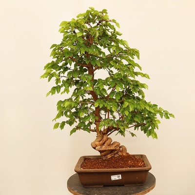 e-bonsai Venkovní bonsai -Carpinus Coreana - Habr korejský
