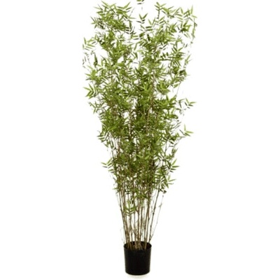 Bamboo bambus oriental Tuft 100 cm