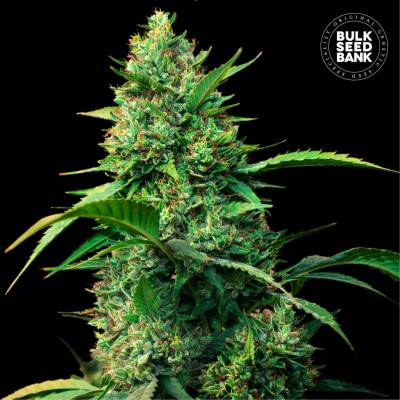 Bulk Seed Bank AUTO Strawberry Ferry semena neobsahují THC 10 ks
