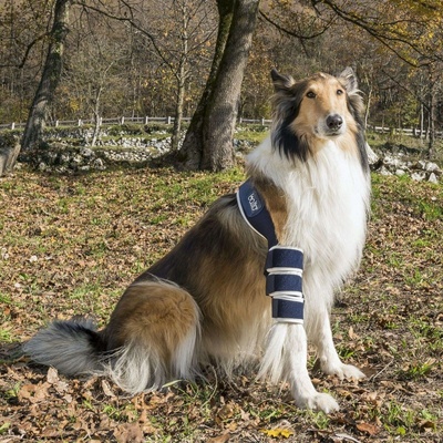 Balto Ortéza na lakeť pre psa Pravá M