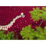 Ravensburger - Puzzle A Sea of Red - 500 piese