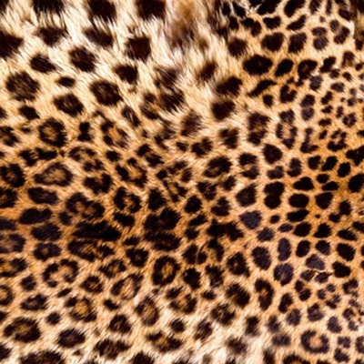 Dimex L-566 vliesová fototapeta na zeď Leopard rozměry 220 x 220 cm