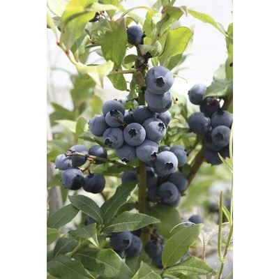 Čučoriedka BIO FloraSelf Bio Vaccinium corymbosum 'Hortblue Petite' kvetináč 3 l