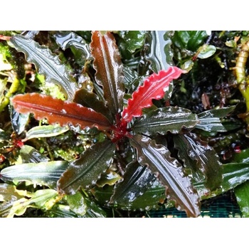 Bucephalandra Biblis Red