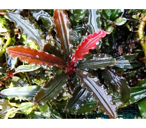 Bucephalandra Biblis Red