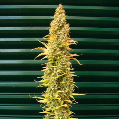 Mr. Nice Spice regular semienka neobsahujú THC 15 ks