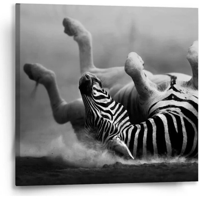 Sablio Obraz Válející se zebra - 50x50 cm