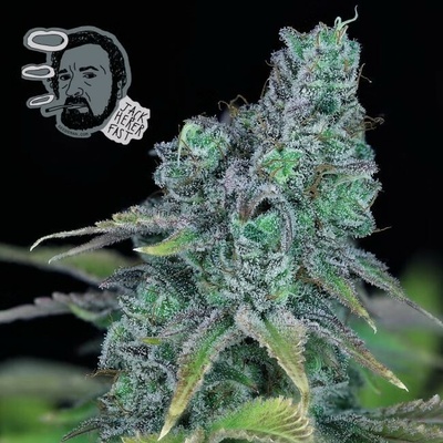 SEEDSMAN Jack Herer FAST semena neobsahují THC 3 ks