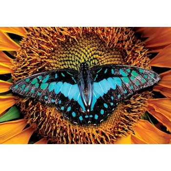 Interdruk - Puzzle Butterfly - 250 piese