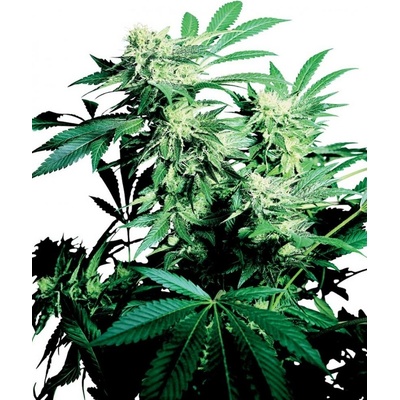 Sensi Seeds Skunk Kush semienka neobsahujú THC 10 ks