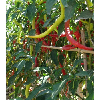 Paprika Beros Kozí roh - Capsicum annuum - Semiačka - 15 ks