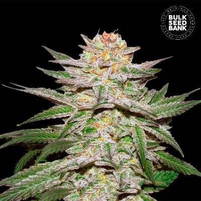 Bulk Seed Bank AUTO Caramel King semena neobsahují THC 10 ks