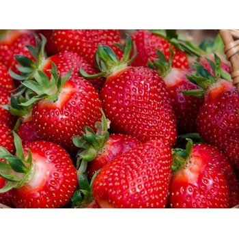 Jahodárna Brozany Jahodník 'Diamante' 12 ks stáleplodící Sazenice: Frigo sadba "A" standard 12 ks